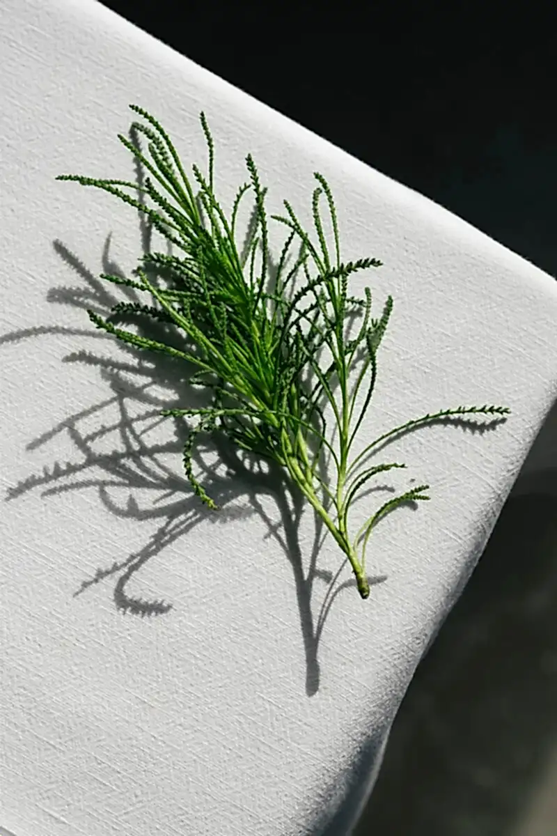 _DSF9974 1